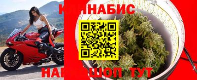 гашик Кингисепп
